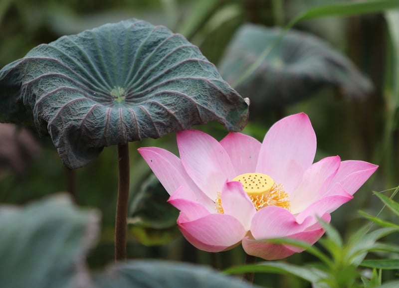 Lotus Pose Meditation Image